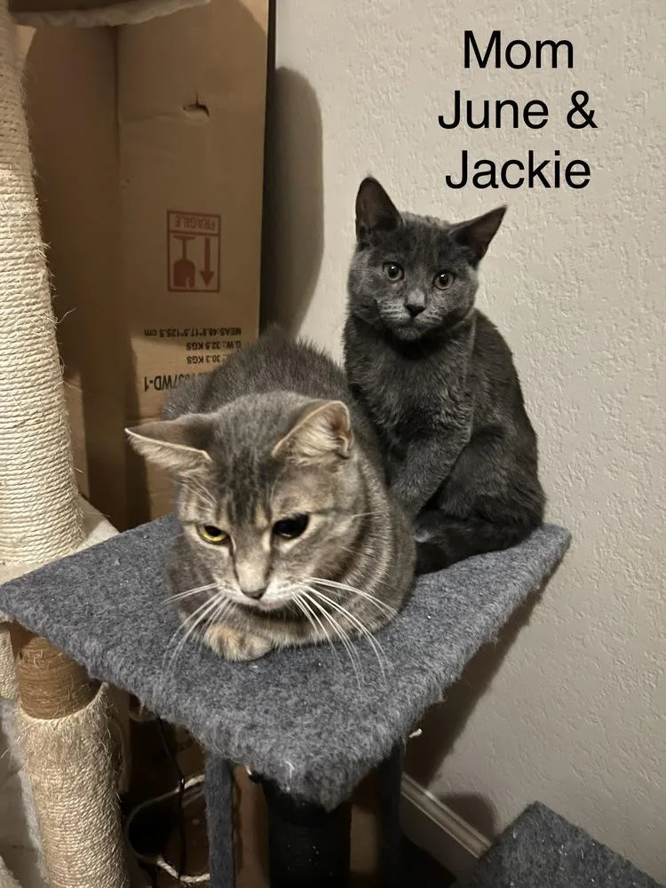 Jackie thumbnail 5