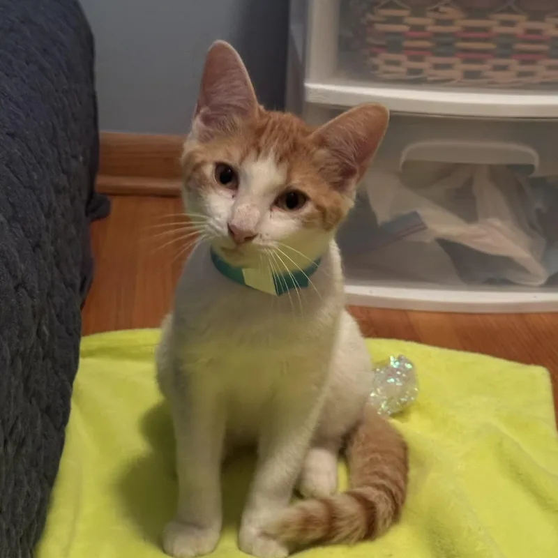 A baby medium-sized male Orange & White Domestic Short Hair cat named Butters for adoption in Minneapolis, MN