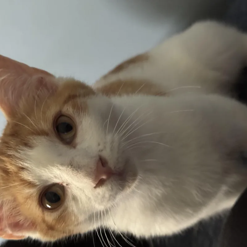 Butters thumbnail 2