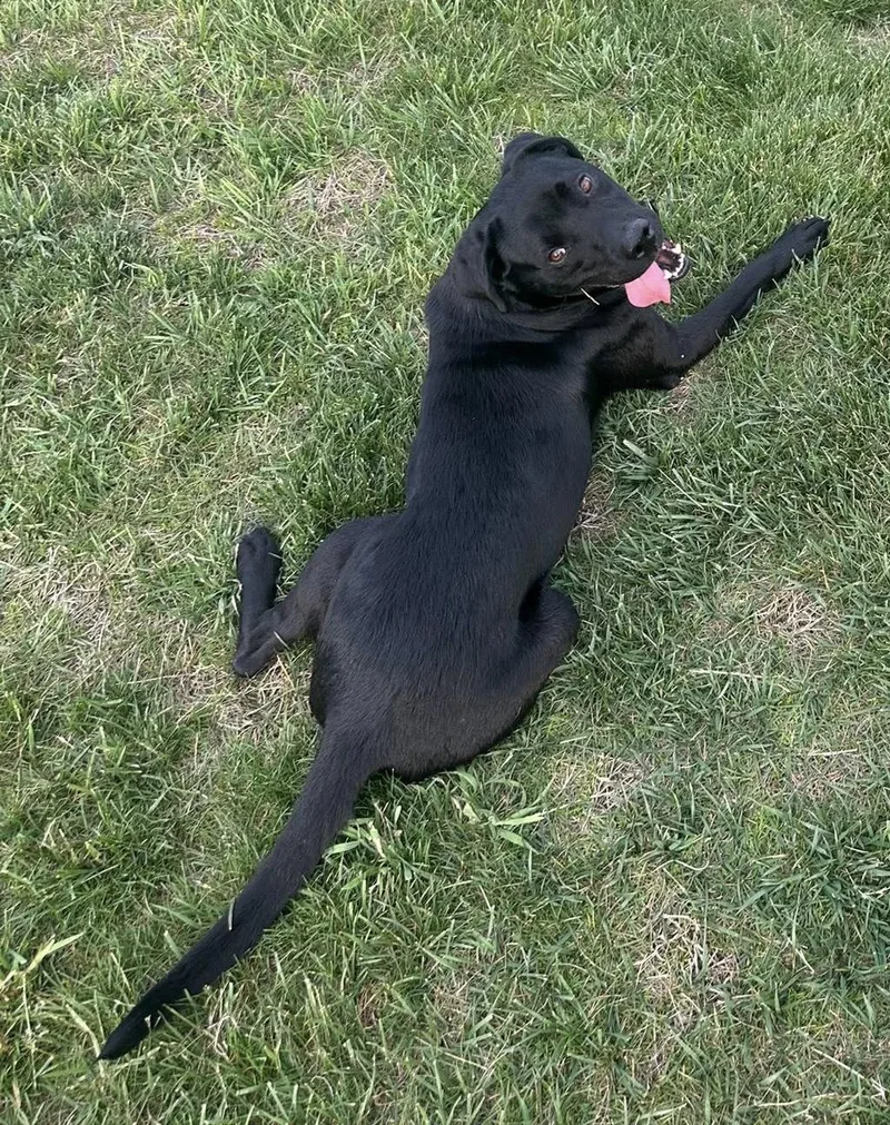An adult medium-sized male Black Labrador Retriever dog named Nasa for adoption in Marietta, OH