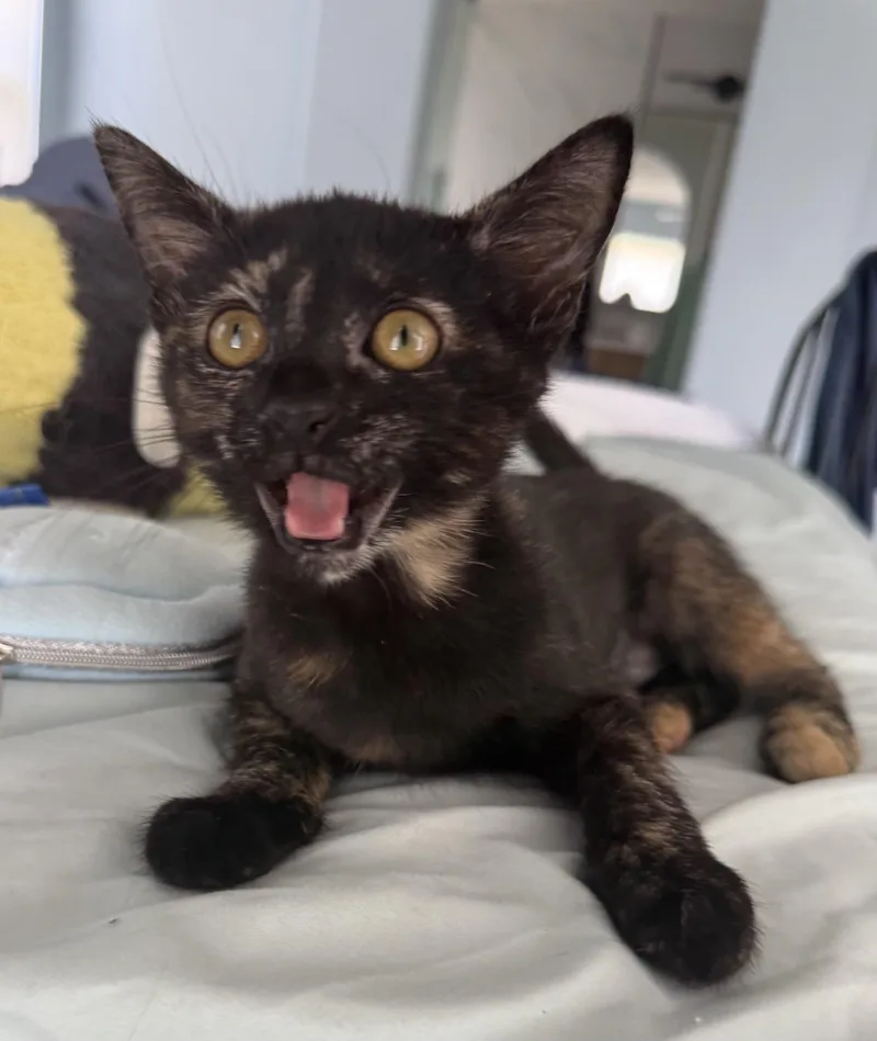 A baby small-sized female Domestic Short Hair cat named Chia for adoption in Carlsbad, CA