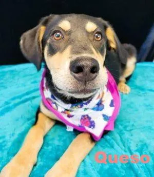 Queso thumbnail 2