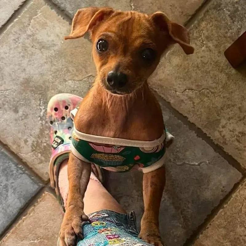 An adult small-sized female Chihuahua dog named Kweazy for adoption in Farmersville, OH