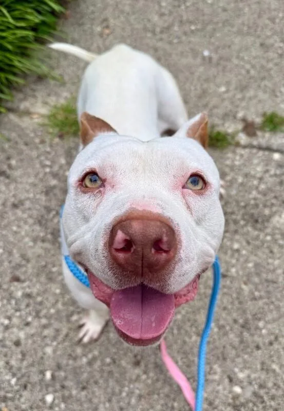 An adult large-sized male White / Cream Mixed Breed dog named Milo for adoption in Cincinnati, OH