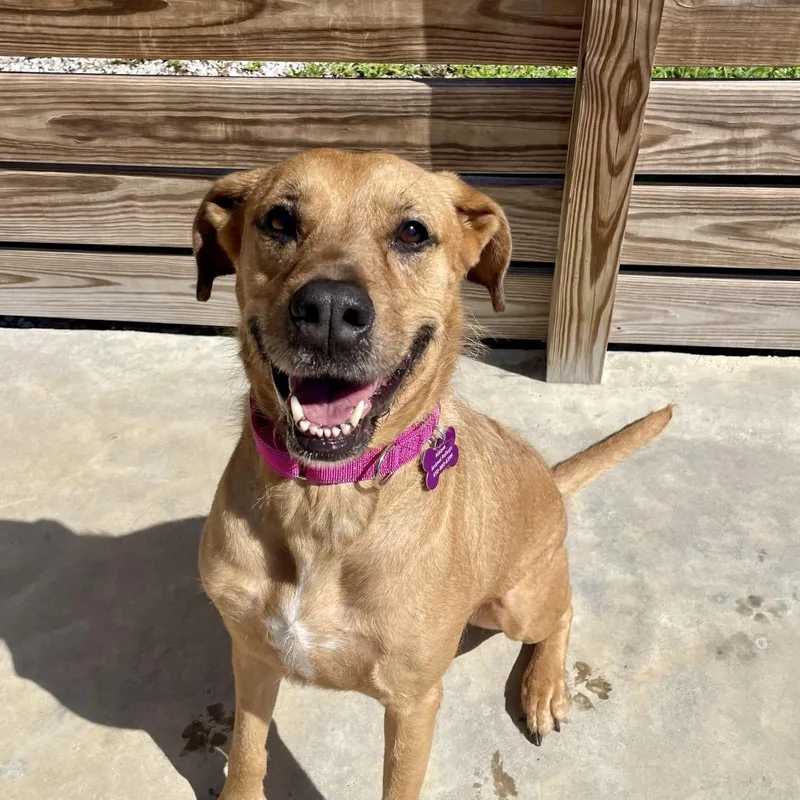 A senior large-sized female Yellow / Tan / Blond / Fawn Mixed Breed dog named Rose for adoption in Freeport, FL