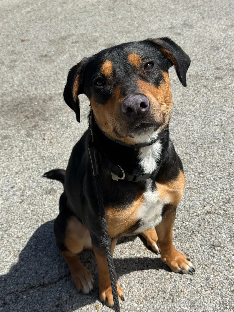 A young medium-sized female Bicolor Labrador Retriever dog named Brownie for adoption in Brookeville, MD