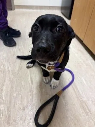A baby small-sized male Mixed Breed dog named Telethon for adoption in West Chester, PA