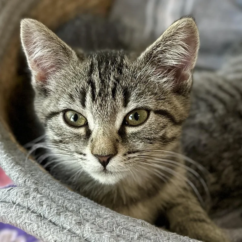 A baby medium-sized female Tabby (Brown / Chocolate) Domestic Short Hair cat named Newt for adoption in Victor, NY