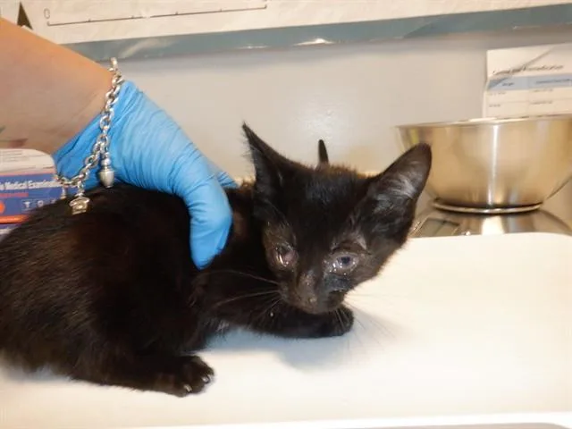 A baby small-sized female Domestic Short Hair cat named Rachel for adoption in San Jose, CA