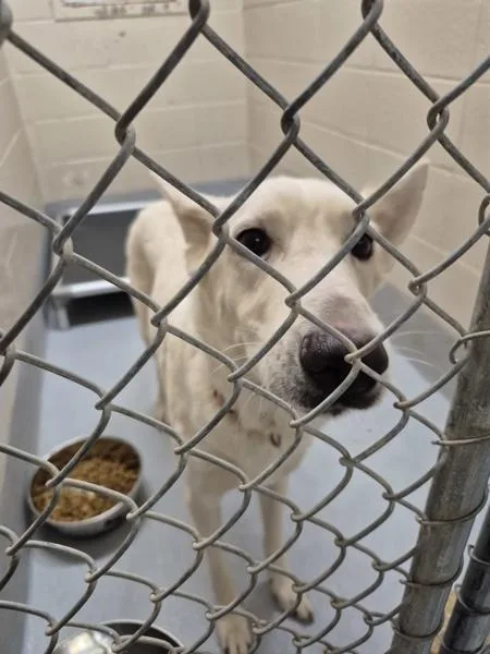 An adult large-sized female Shepherd dog named Pen for adoption in Lawrenceville, GA