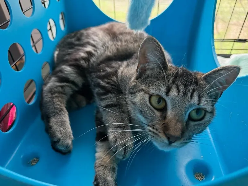 A young medium-sized female Domestic Short Hair cat named A Brandy for adoption in Windsor, CT