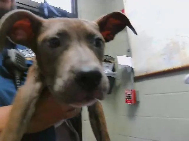 A young small-sized male Pit Bull Terrier dog named 6 for adoption in Tulsa, OK