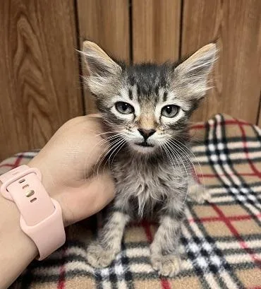 Cat thumbnail 4