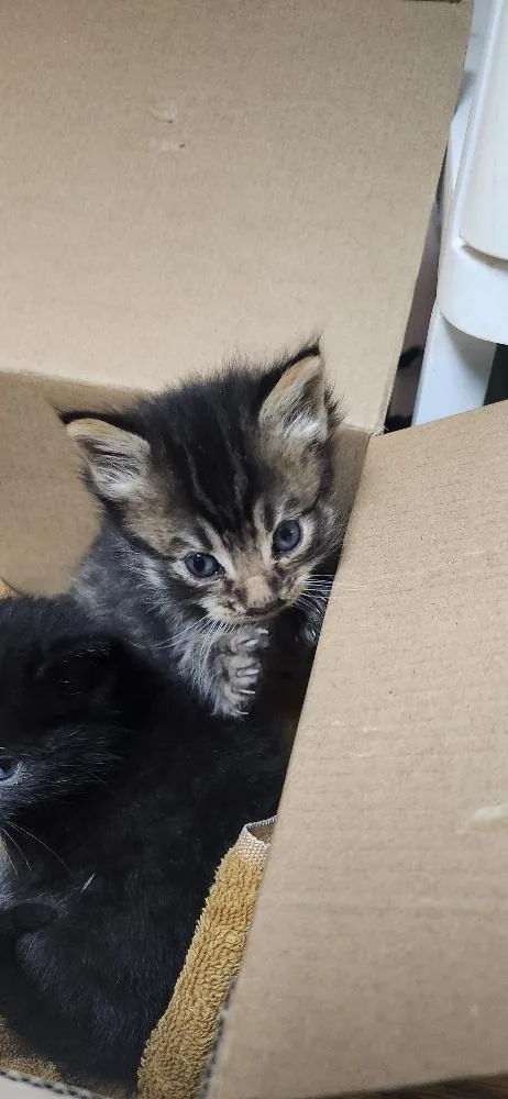 Cat thumbnail 5