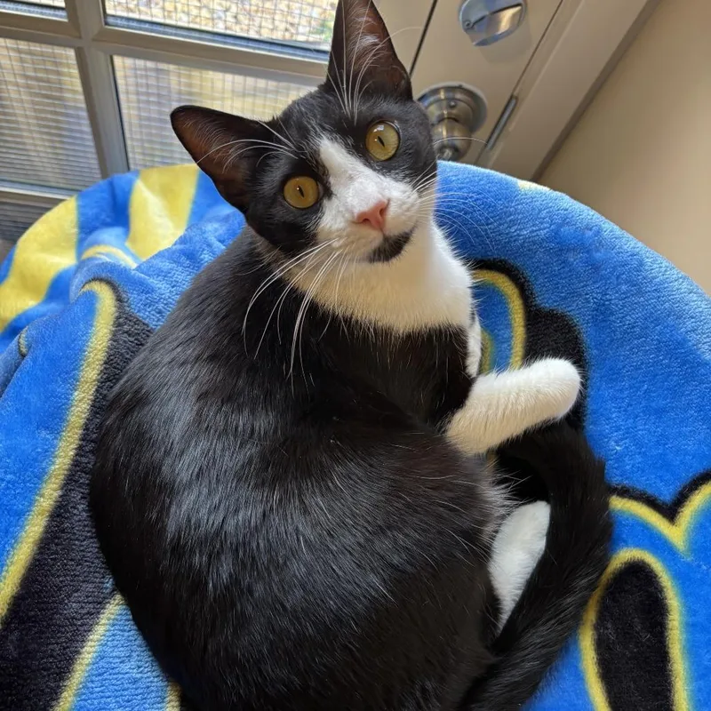 A young medium-sized male Black Domestic Short Hair cat named Atticus for adoption in Agoura Hills, CA