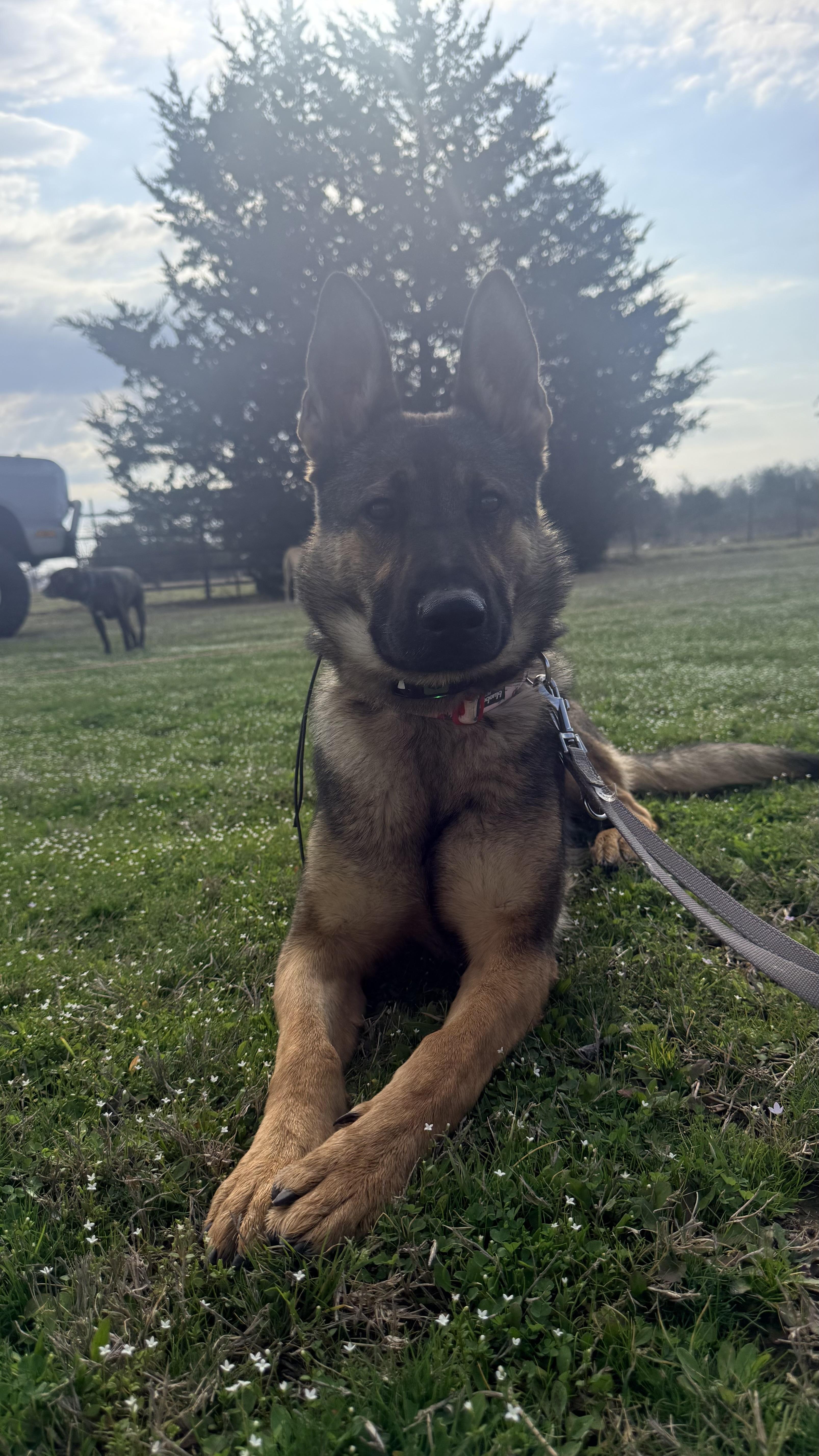 An adult medium-sized female German Shepherd Dog dog named Faye for adoption in GREENVILLE, TX