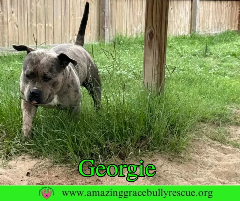 Georgie