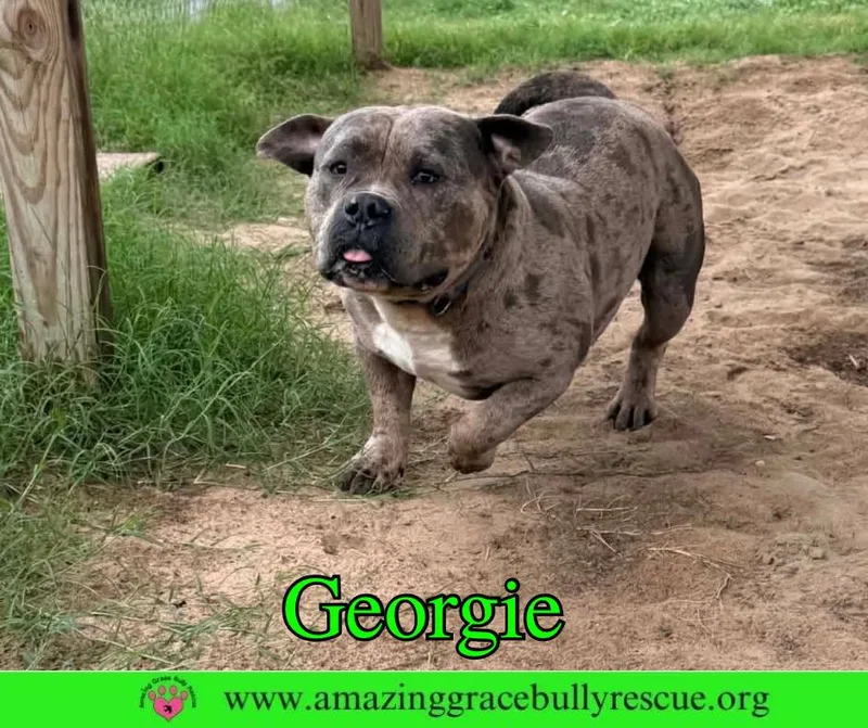 Georgie thumbnail 2