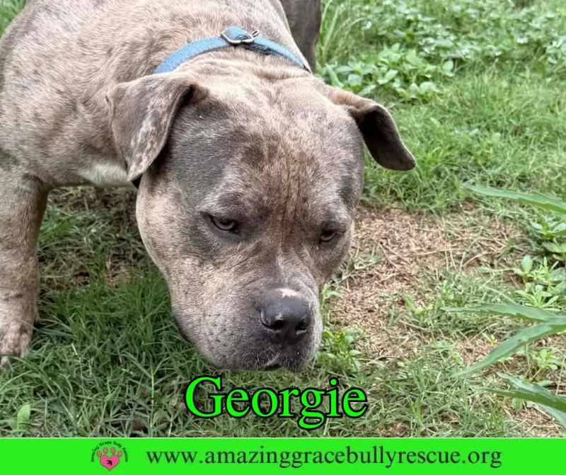 Georgie thumbnail 3