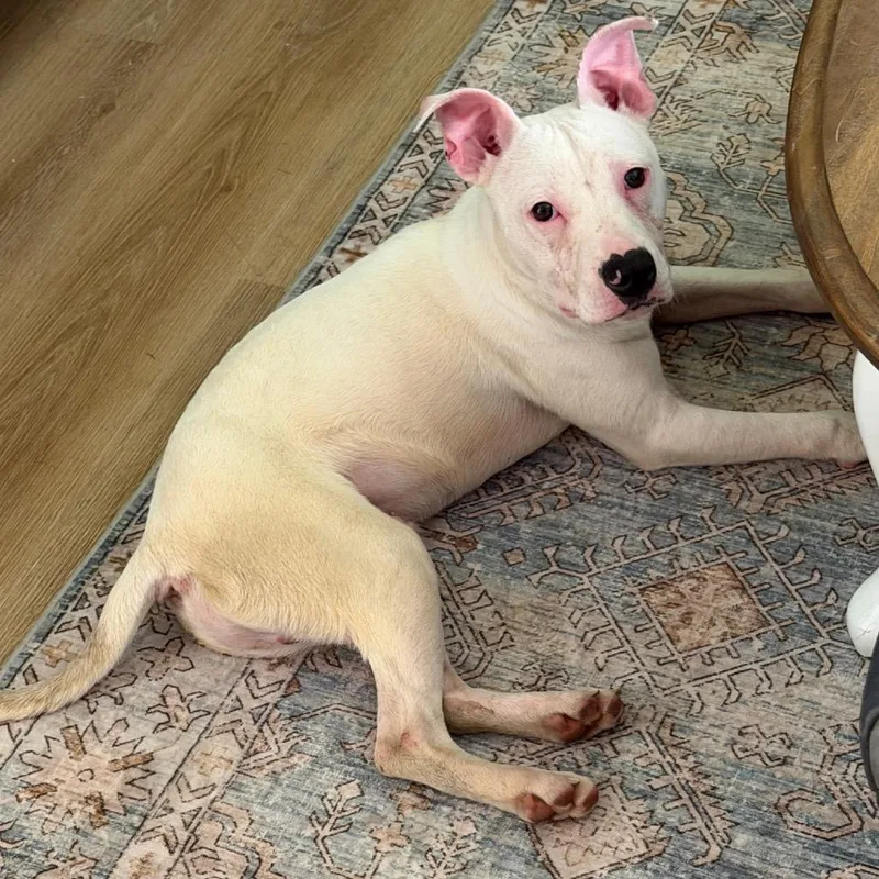 A young medium-sized male White / Cream American Staffordshire Terrier dog named Stanley for adoption in Mooresville, IN