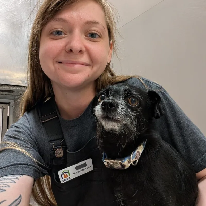 An adult small-sized female Black Chihuahua dog named Pixie for adoption in Washington Township, OH