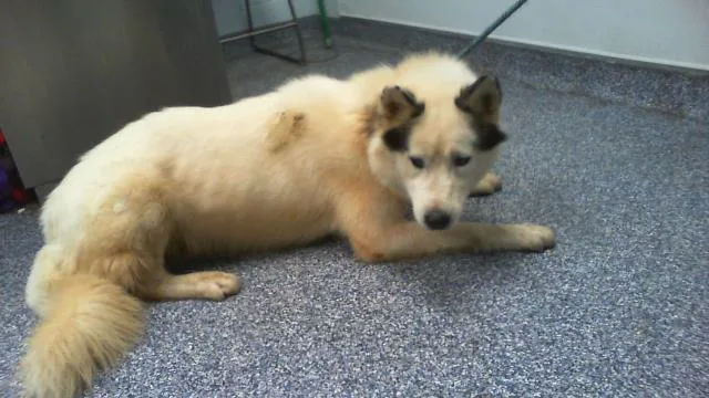 An adult large-sized male Siberian Husky dog named Benji for adoption in Charlotte, NC