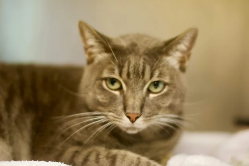 An adult medium-sized male Tabby (Gray / Blue / Silver) Domestic Short Hair cat named Casper for adoption in Umatilla, FL