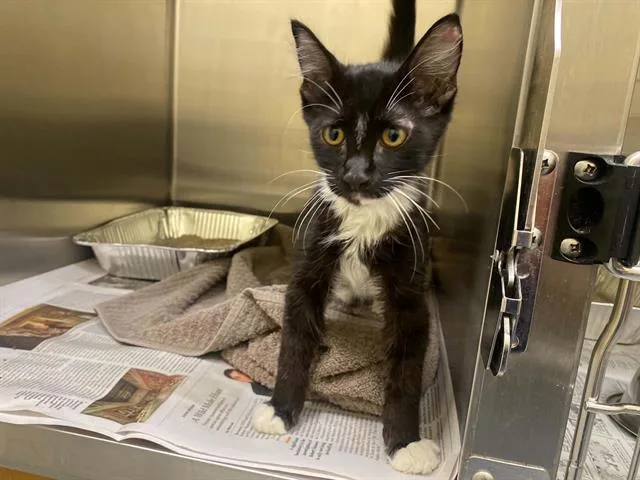 A baby medium-sized male Domestic Long Hair cat named Michael for adoption in Tustin, CA