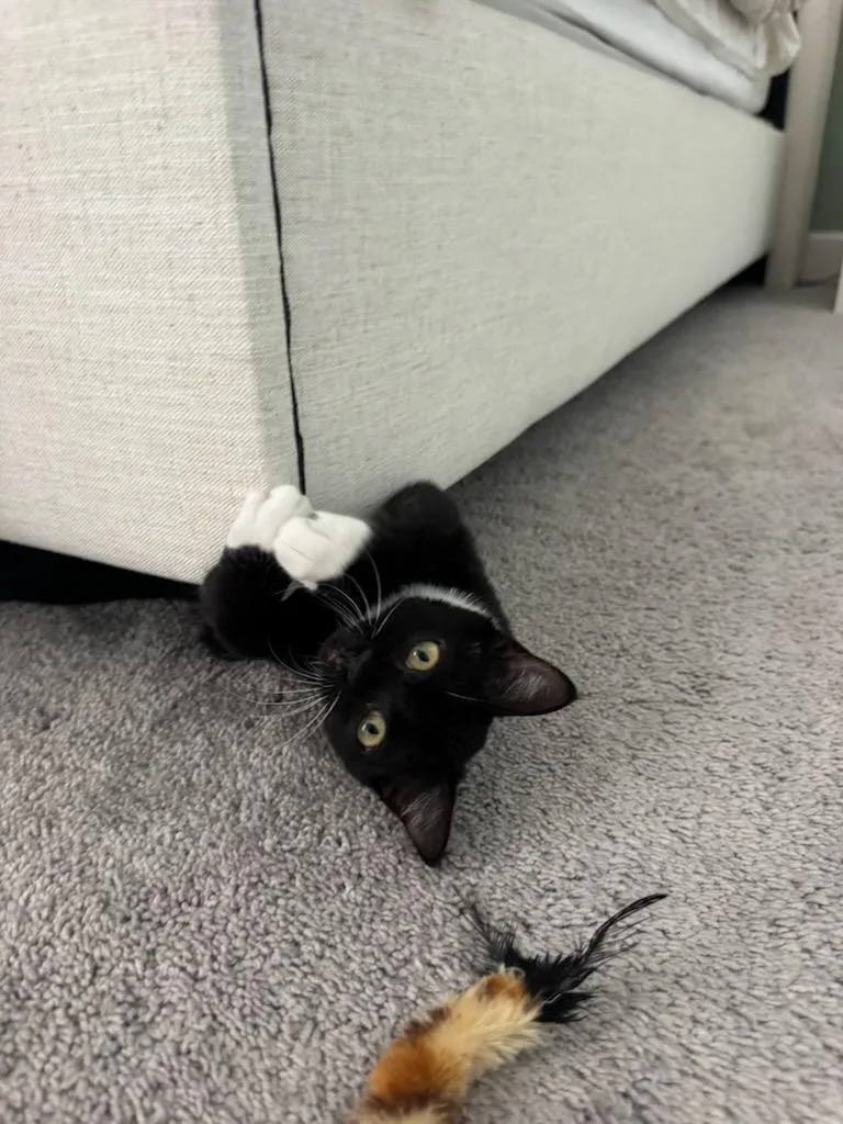A baby medium-sized female Domestic Short Hair cat named Gogo Boots for adoption in Lincoln, CA