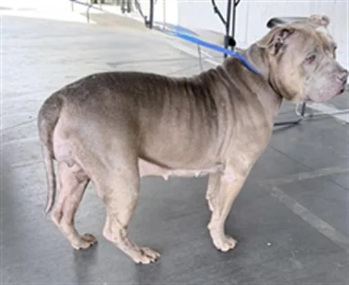 An adult large-sized female Pit Bull Terrier dog named Chucha for adoption in Los Angeles, CA