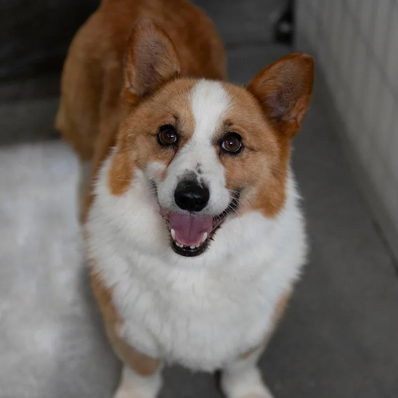 A senior small-sized male Corgi dog named Pickles for adoption in Peyton, CO
