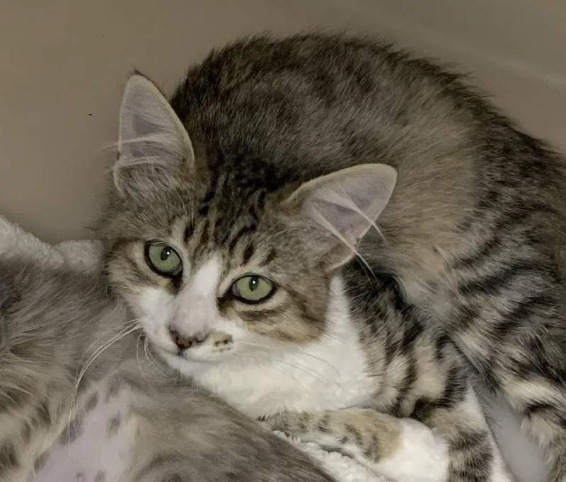 A young medium-sized male Tabby (Brown / Chocolate) Domestic Medium Hair cat named Trevor for adoption in Hollister, CA