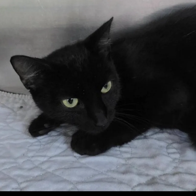 A young small-sized female Black Domestic Short Hair cat named Willa for adoption in Coralville, IA
