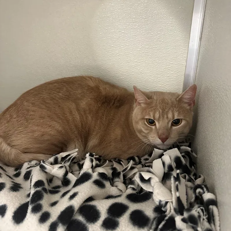 A baby small-sized male Orange / Red Domestic Short Hair cat named Wonton for adoption in Branford, CT