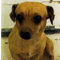 An adult small-sized male Brown / Chocolate Chihuahua dog named Joey for adoption in Long Beach, CA