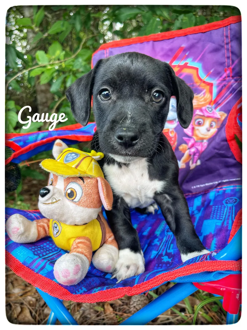 Gauge thumbnail 4