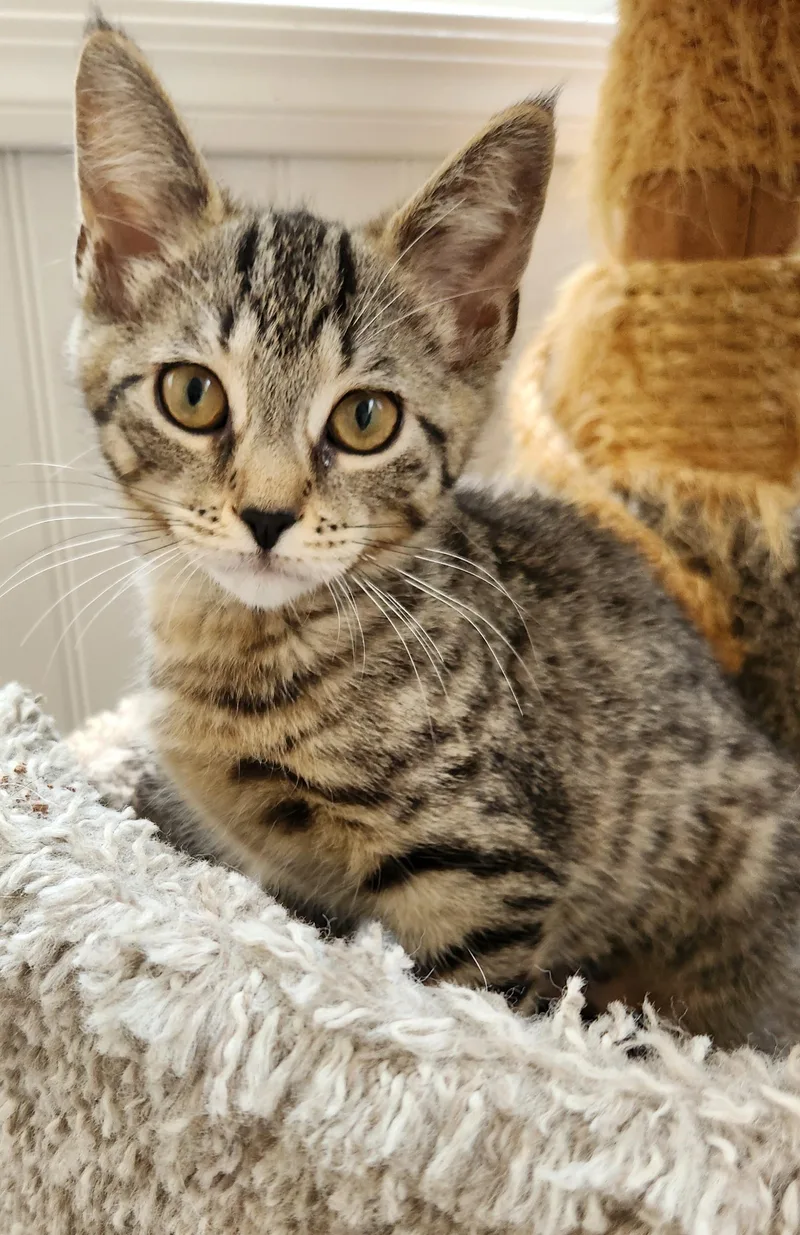 A baby medium-sized female Tabby (Buff / Tan / Fawn) Domestic Short Hair cat named Razzmatazz for adoption in Highland Park, NJ