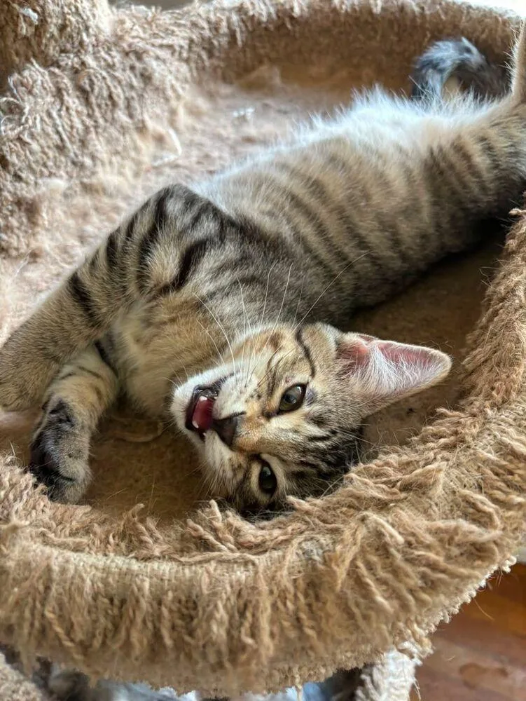 A baby small-sized male Tabby (Brown / Chocolate) Domestic Short Hair cat named Walter for adoption in Albuquerque, NM