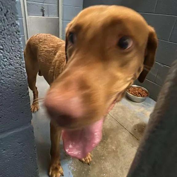 An adult medium-sized male Red / Chestnut / Orange Mixed Breed dog named Wardell for adoption in Gadsden, AL