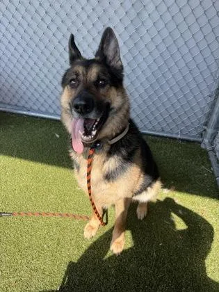 An adult large-sized male German Shepherd Dog dog named Truman for adoption in Fishers, IN