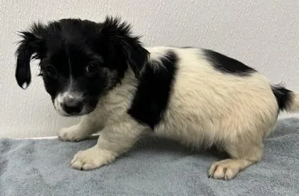 A young small-sized male Chihuahua dog named Blaze for adoption in Phoenix, AZ