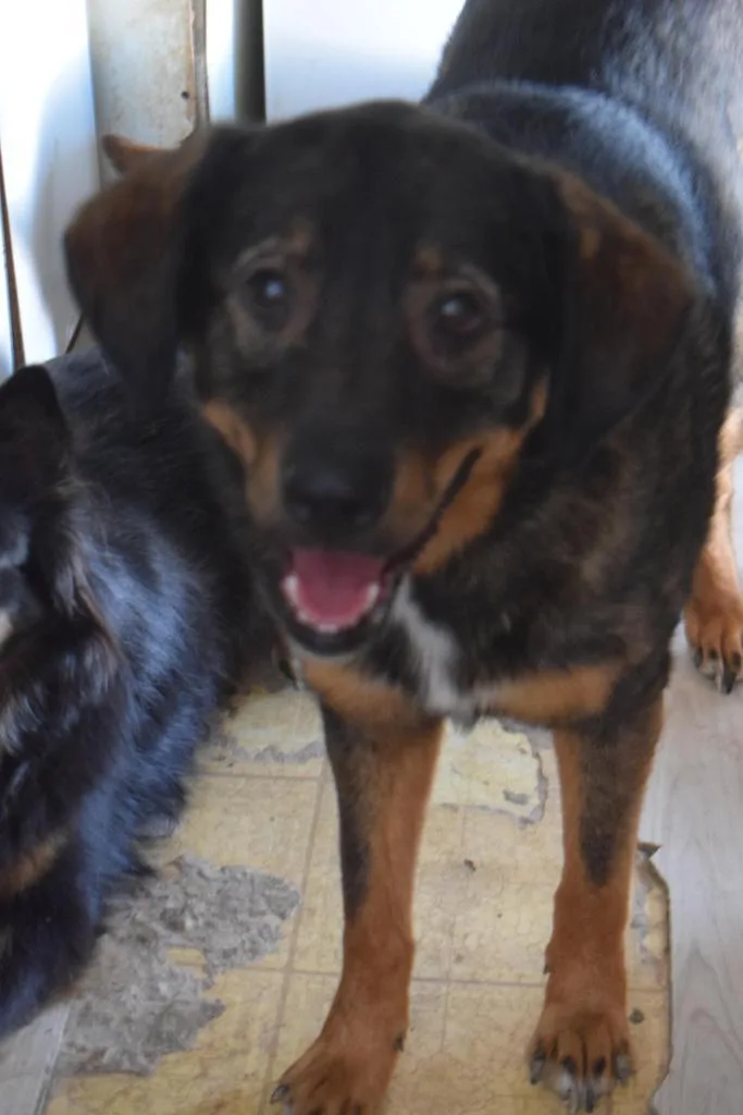 An adult large-sized male German Shepherd Dog dog named Apollo for adoption in Pahrump, NV