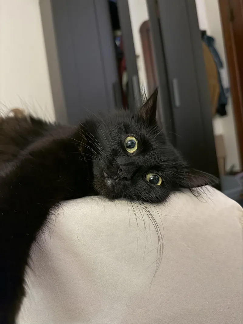 A young medium-sized female Black Domestic Long Hair cat named Elvira for adoption in Waltham, MA