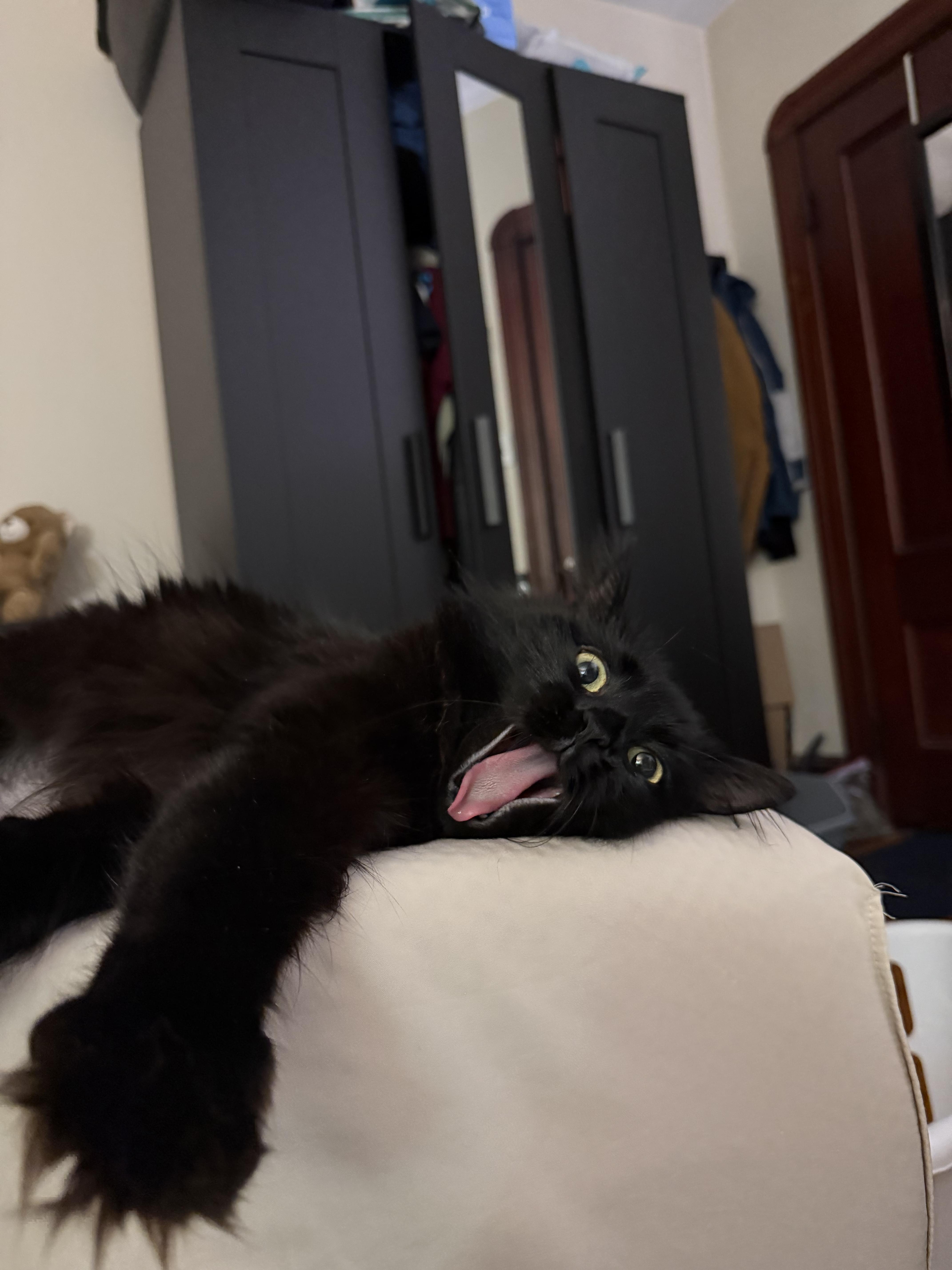Elvira thumbnail 4