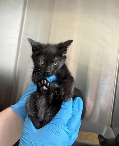A baby small-sized female Domestic Short Hair cat named Lucy for adoption in Westland, MI