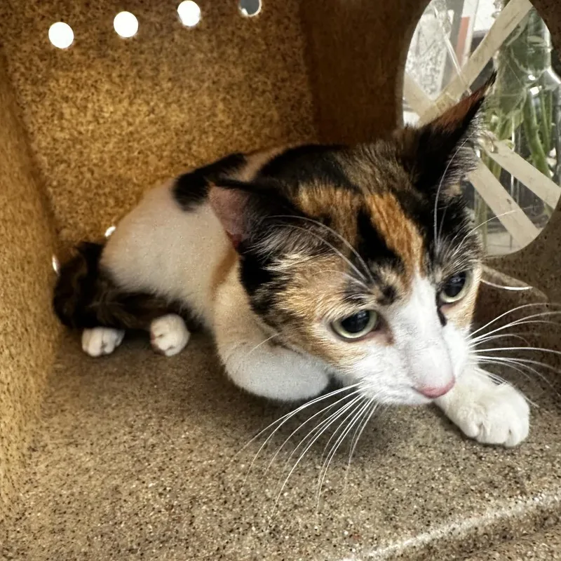 A young medium-sized female Calico Domestic Short Hair cat named Shannon for adoption in Philadelphia, PA