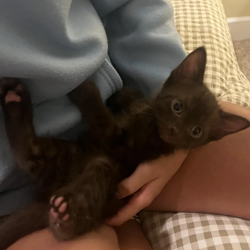 A baby small-sized male Black Domestic Short Hair cat named Rojas for adoption in Hamilton, GA