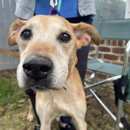 A senior medium-sized female Yellow / Tan / Blond / Fawn Mixed Breed dog named Hannah for adoption in Martinsburg, WV