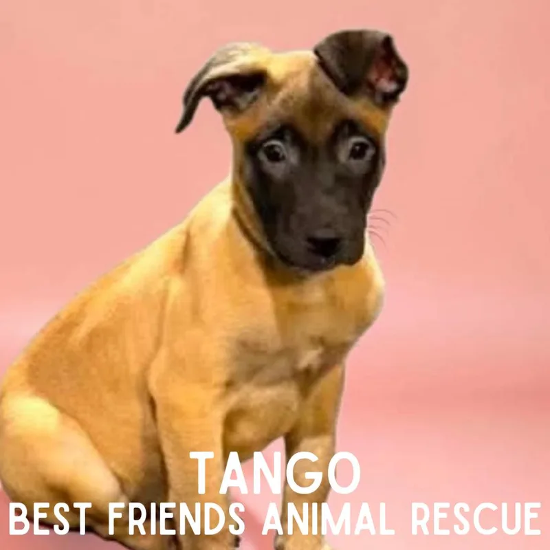 A baby small-sized female Belgian Shepherd / Malinois dog named Tango for adoption in Wasilla, AK