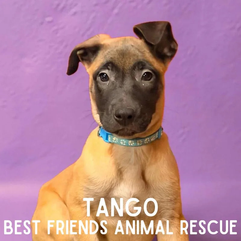 Tango thumbnail 2